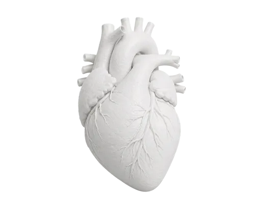 Anatomisches Modell des menschlichen Herzens in Vorderansicht mit Herzkranzgefäßen, Hauptschlagader und weiteren großen Blutgefäßen.