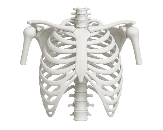 Anatomische Darstellung des menschlichen Brustkorbs von vorne mit Rippen, Brustbein, Schlüsselbeinen, Schulterblättern und oberem Abschnitt der Wirbelsäule.
