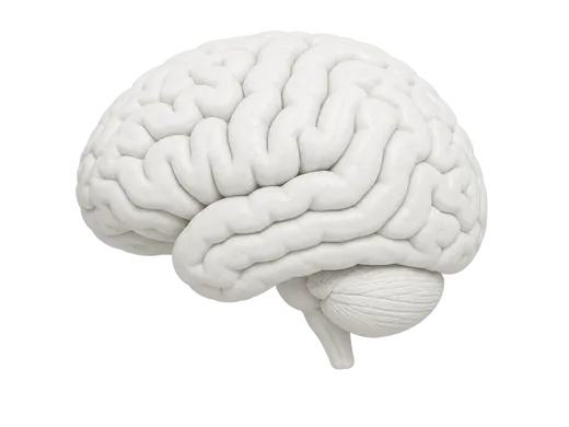 Anatomisches Modell des menschlichen Gehirns in Seitenansicht mit Großhirn, Kleinhirn und Hirnstamm sowie den deutlich erkennbaren Hirnwindungen.