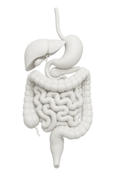 Anatomisches Modell des menschlichen Verdauungssystems in Vorderansicht mit Speiseröhre, Magen, Leber, Dünndarm und Dickdarm.