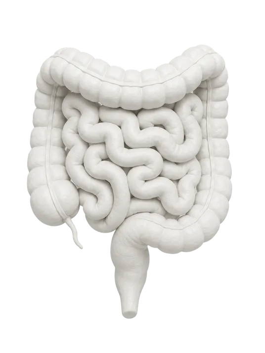 Anatomisches Modell des menschlichen Darms in Vorderansicht mit Dünndarmschlingen, Dickdarm, Blinddarm mit Wurmfortsatz und Mastdarm.